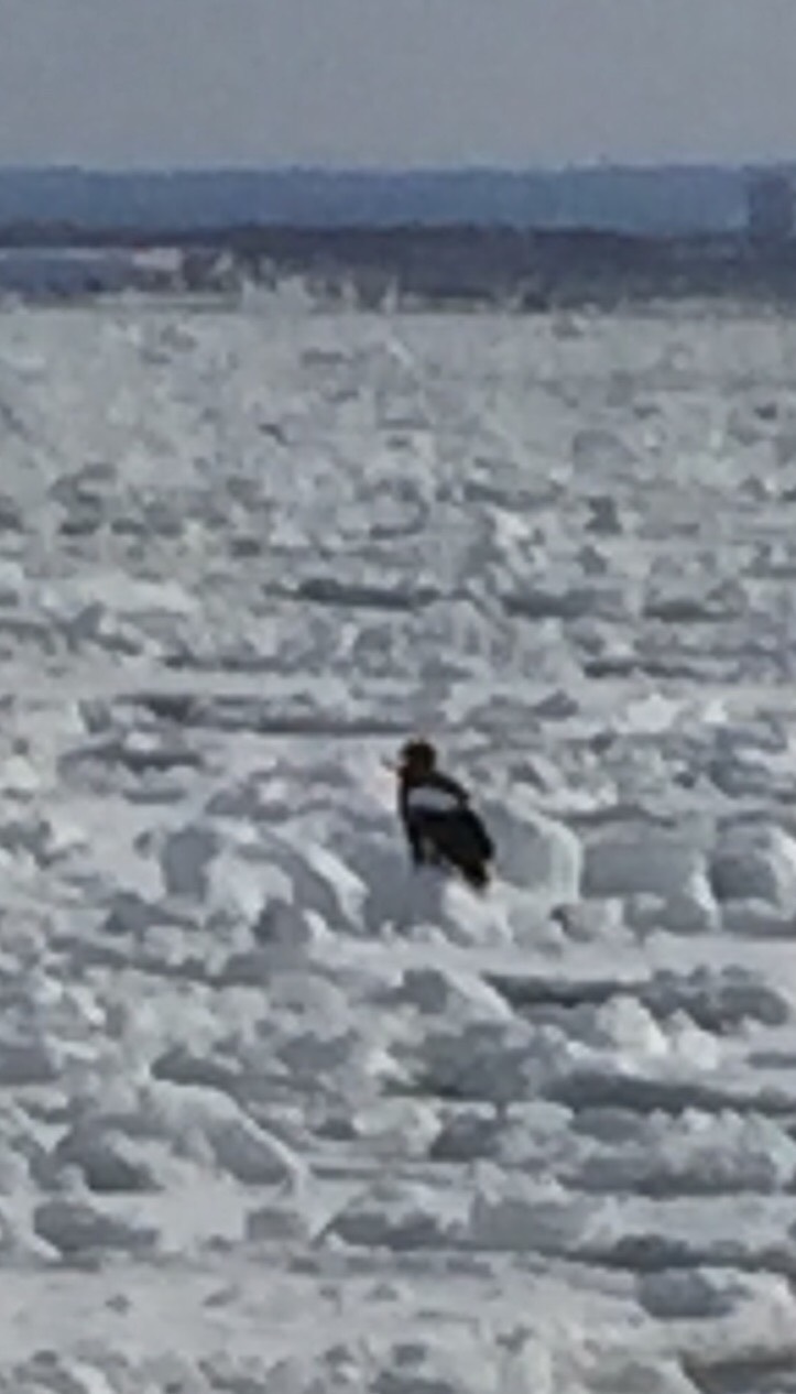 でっかいどう！北海道です